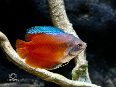 Roter Zwergfadenfisch (Trichogaster lalia var.)